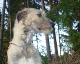 Carroy FLEETWIND RIDER
