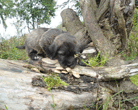 Glen of Imaal Terrier 