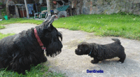 Glen of Imaal Terrier 