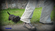 Glen of Imaal Terrier 