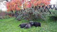 Glen of Imaal Terrier 