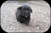 Glen of Imaal Terrier 