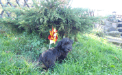 Glen of Imaal Terrier 