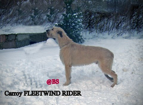 Carroy FLEETWIND RIDER