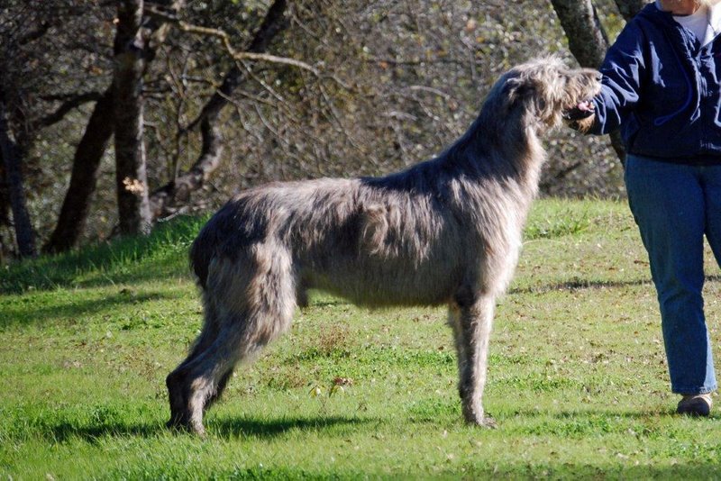 Irish Wolfhound