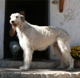 Irish Wolfhound